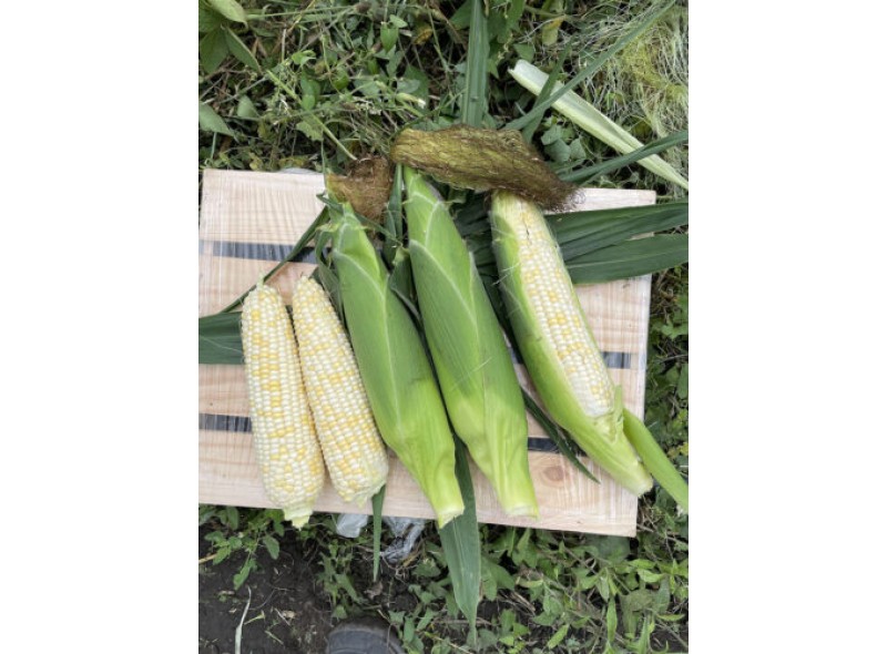 Айрон F1 - семена белой сахарной кукурузы, 2500 сем., 72 дня, кочан 22см, Lark Seeds